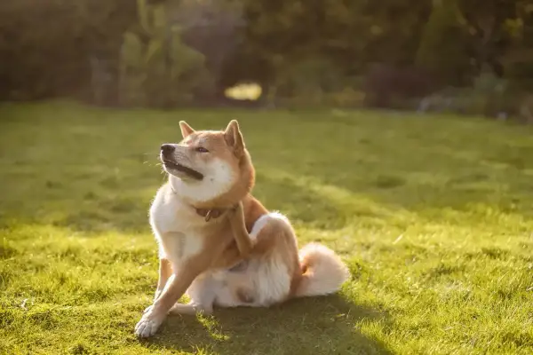 Un Shiba Inu se gratte la patte, peut-être à cause d'allergies alimentaires chez le chien. La lumière du soleil illumine l'herbe verte.