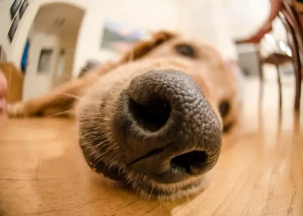 Un gros plan sur le museau d'un chien. Une astuce de grand-mère pour l'odeur du chien : le brosser régulièrement !