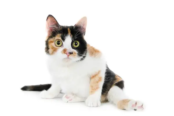 Chatte tricolore aux grands yeux verts, assise, prête à être prise dans les bras. Comment porter un chat ? Doucement !