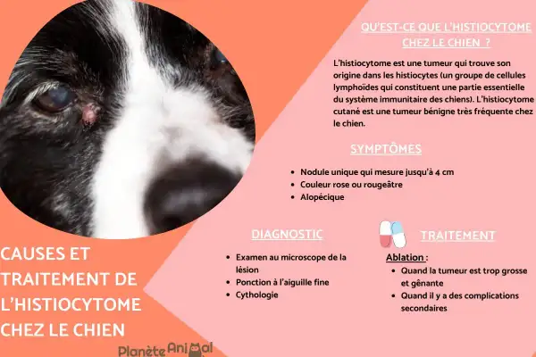 Gros plan sur le visage d'un chien avec une petite lésion près de l'œil. Le texte explique les causes et le traitement de l'histiocytome chez le chien.