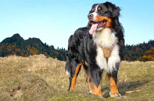 Un bouvier bernois, en pleine nature, profite du paysage automnal. Il est important de connaître de quoi meurt un bouvier bernois pour prendre soin de lui.