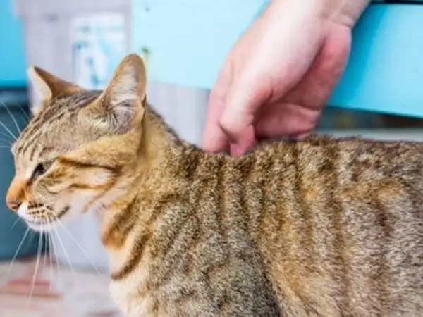 Une main caresse le dos d'un chat tigré brun. Le chat semble apprécier ce moment de tendresse.