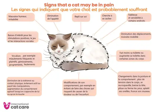Un chat aux poils longs, aux yeux mi-clos, montre des signes de douleur. Attention, certaines plantes comme le calla sont toxiques pour les chats.