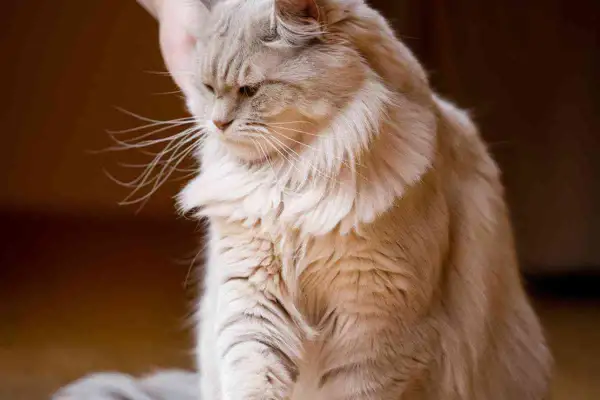 Un chat aux longs poils clairs, l'air pensif. Peut-on laisser un chat seul 15 jours ? Il semble attendre son maître.