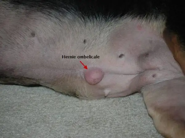 Gros plan sur le ventre d'un chien, montrant une hernie ombilicale, une petite protubérance rose près du nombril.