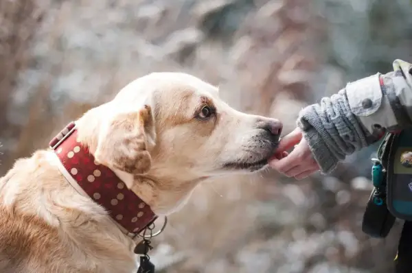 Un chien timide, mon chien a peur de tout, accepte une friandise d'une main bienveillante.