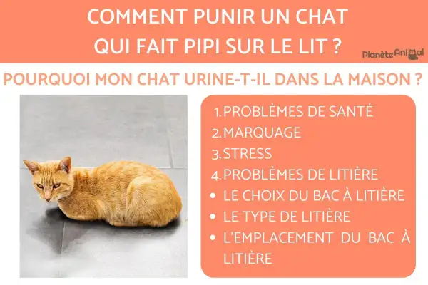 Un chat roux regarde fixement, l'air inquiet. Le texte explique pourquoi mon chat fait pipi sur mon lit : problèmes de santé, marquage, stress, litière.