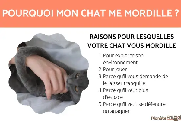 Un chat gris câlin mordille doucement la main de sa propriétaire. Le texte explique pourquoi mon chat me mordille.