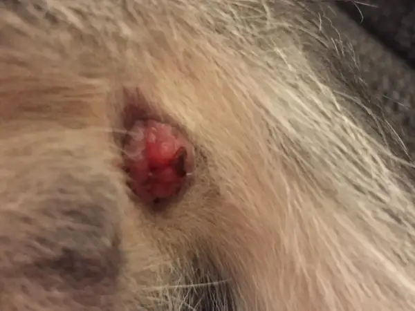 Gros plan sur un chat anus rouge, une petite excroissance est visible au milieu de la fourrure.