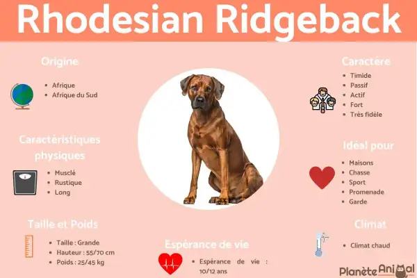 Rhodesian Ridgeback : chien musclé, rustique, de grande taille (55-70 cm, 25-45 kg), originaire d'Afrique du Sud. Idéal pour la chasse et le sport.