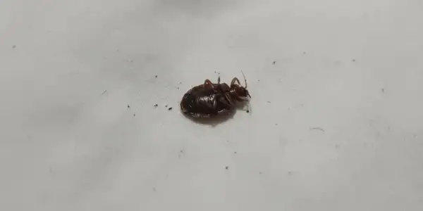 Une puce noire, probablement une punaise de lit, gît sur le dos sur un drap blanc. Elle semble être morte.