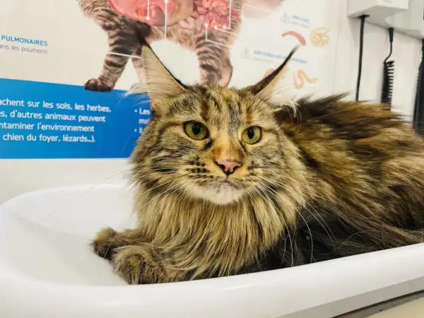 Gros chat Maine Coon aux yeux verts, possiblement atteint d'hyperthyroïdie, dont l'alimentation est surveillée.