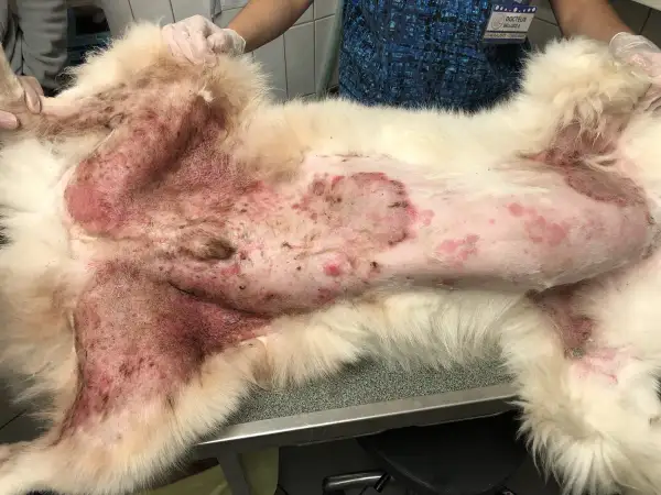 Chien souffrant d'une sévère allergie poil de chien, avec une peau rouge et irritée sur le ventre et les pattes.